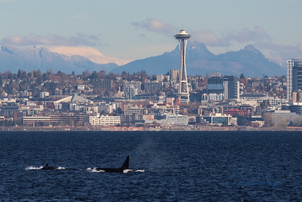 Orcas Take Down California Sea Lion!
