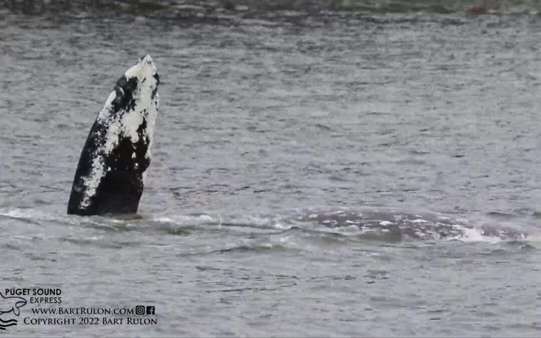 Amazing Video of Gray Whale Feeding in Shallow Puget Sound Waters
