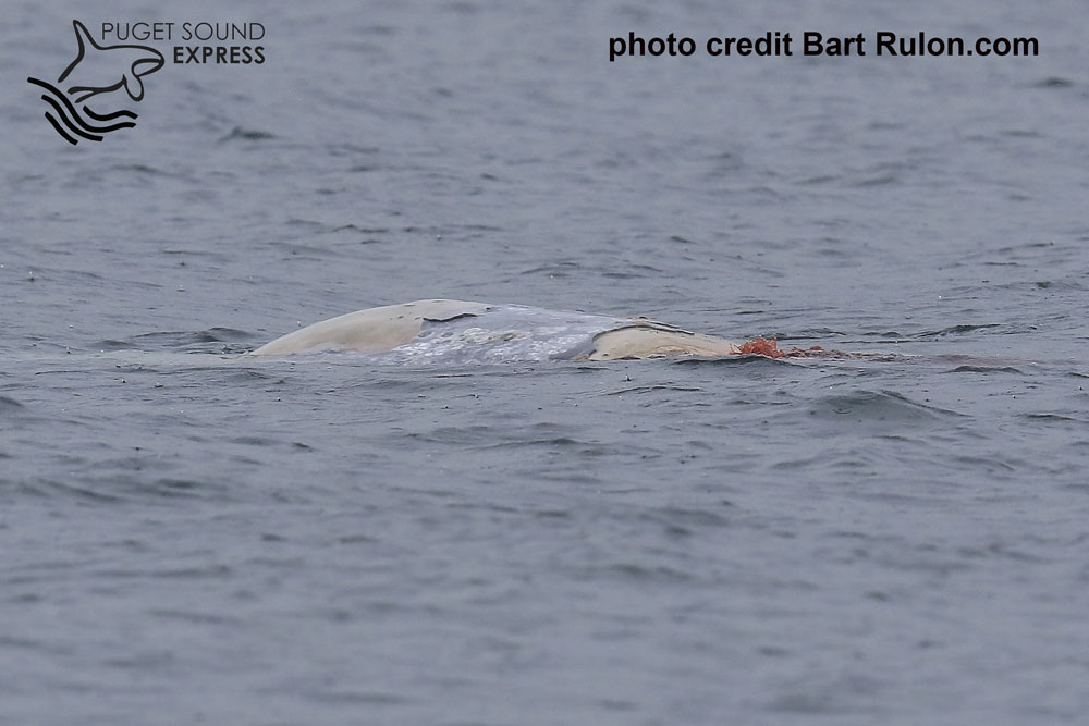 May 25 Encounter with T101 Bigg’s Orcas & Dead Gray Whale | Puget Sound