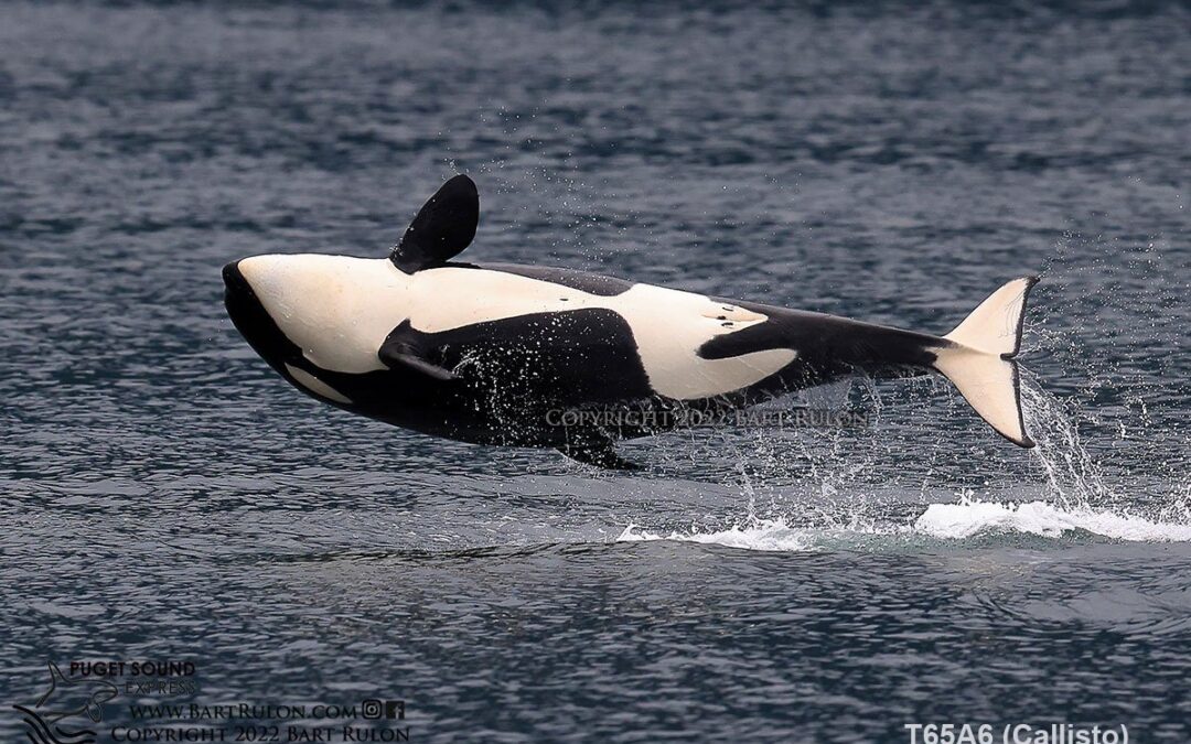 T65A Pod & T77 Pod in Hood Canal