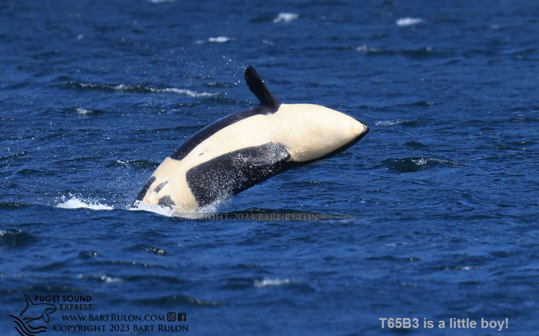 PSE Determines Sex of New T65B Orca Calf