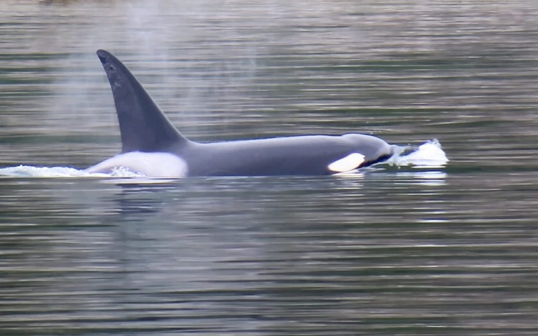 T99s Bigg’s Orcas, Departing Sounder Gray Whales